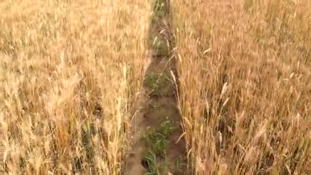 Thin ground path between dense fields with ripe wheat — Stock Video