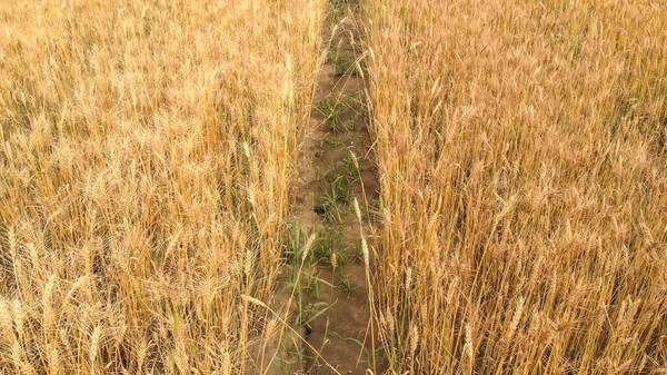 Sendero Fino Entre Campos Densos Con Trigo Maduro Color Amarillo — Foto de Stock