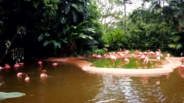 Vaaleanpunaiset flamingot seisovat pienellä saarella ja uivat ruskeassa vedessä pyytäen kalaa — kuvapankkivideo