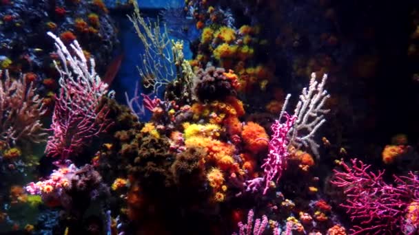 Экзотические океанские рыбы, плавающие под водой среди коралловых рифов и морских растений — стоковое видео