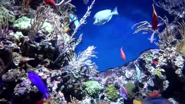 Małe egzotyczne ryby oceaniczne różnego rodzaju pływanie wśród naturalnej rafy koralowej. — Wideo stockowe