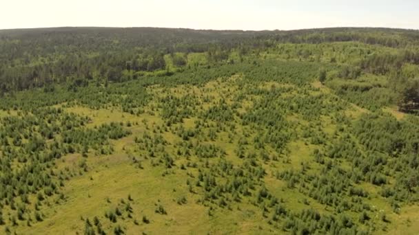 Pinos siempreverdes y densos bosques rodean verdes prados que cubren colinas — Vídeo de stock