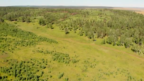 Pinos siempreverdes y densos bosques rodean verdes prados que cubren colinas — Vídeo de stock