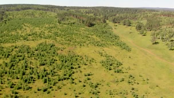 Berkenbos en dichte bossen omringen groene weiden die heuvels en velden bedekken — Stockvideo