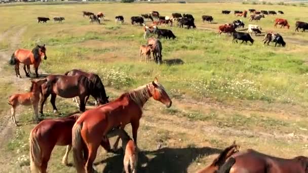 Konie i krowy stoją na zielonej łące i wypasają trawę na użytkach rolnych, — Wideo stockowe