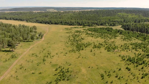 Birch grove and dense forests surround green meadows covering hills and fields under blue sky in summer, aerial view. Panorama of young forest from drone. Beautiful landscape from drone, top view.