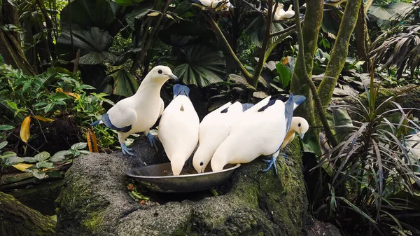 Wild hungry pigeons white and blue color eat from bowl standing on gray stone against dense tropical rain forests and birds. Feeding of beautiful dove in jungle park, closeup.