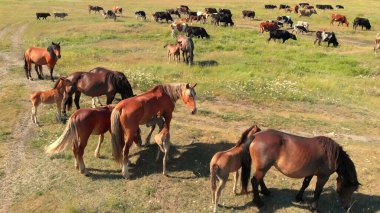 Çeşitli kahverengi atlar ve inekler üzerinde uçan drone yeşil çayırlarda duruyor ve tarım arazilerinde çimenleri otlatıyor, hava manzaralı. Otlaktaki bir grup çiftlik hayvanı. Kırsal alan. Üst görünüm