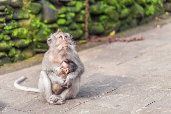 Portretul Unui Cuplu Adorabil Maimuțe Mama Stă Traseu Își Îmbrățișează — Fotografie, imagine de stoc