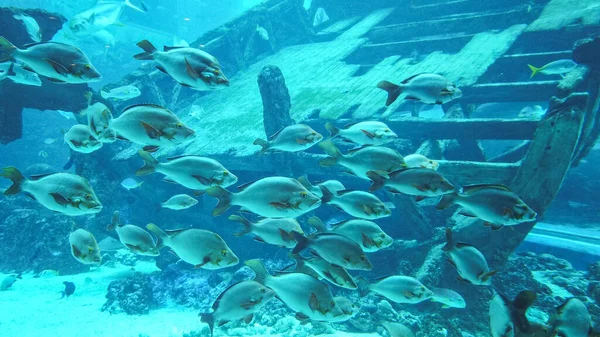 Escuela Increíbles Diferentes Tipos Peces Grises Flotando Nadando Fondo Gran — Foto de Stock