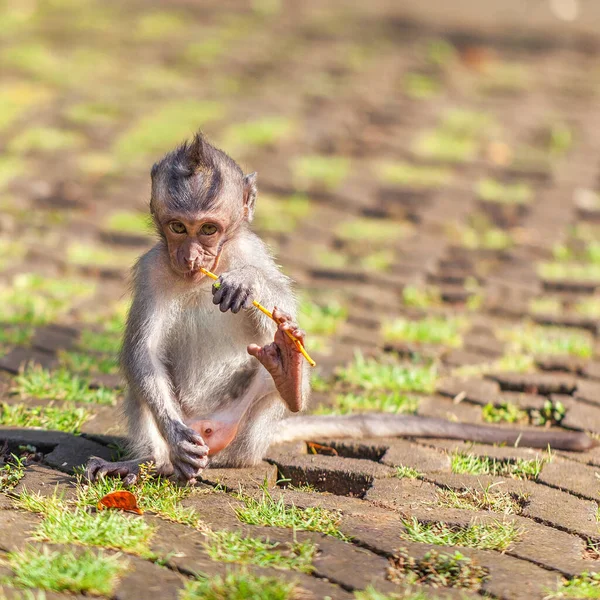 Fermecător Mic Copil Maimuță Stând Cale Mestecând Ramură Copac Drăguţ — Fotografie, imagine de stoc