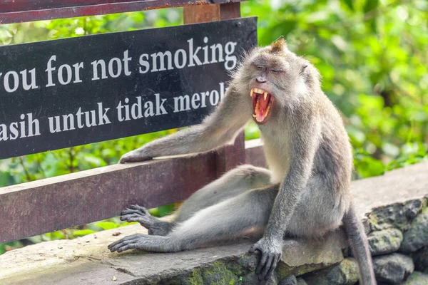Maimuță Gri Obosită Stă Lângă Poster Inscripția Fără Fumat Gura — Fotografie, imagine de stoc
