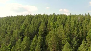 İnsansız hava aracı ormana ve kozalaklı ağaçların etrafından uçar..