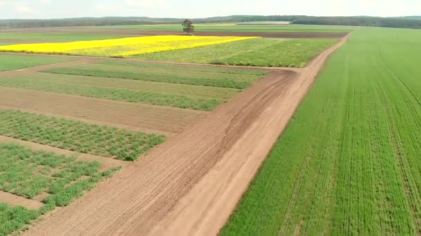 Drone vliegen over landbouwvelden, groenten bed en landelijke grond weg — Stockvideo