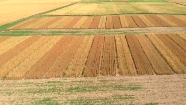 Drone voando sobre campos rurais de cores diferentes, vista aérea da colheita. — Vídeo de Stock