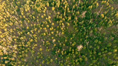 Orman yangınının insansız hava aracı görüntüsü. Felaketten sonra çevrenin iyileşmesi. Kuru, eski ve ölü sandıklar. Doğa manzarası. Kamera aşağı, kuş bakışı..