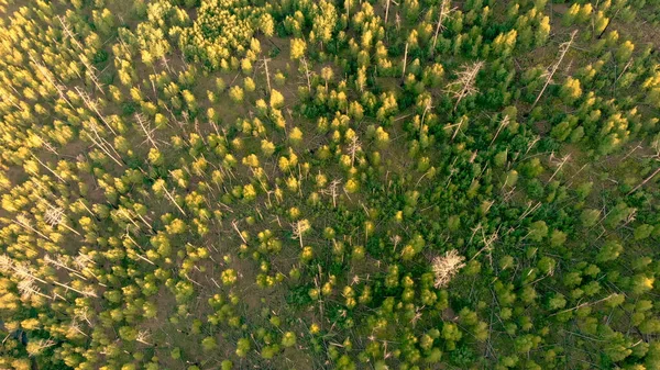 Widok Lotu Ptaka Skutek Pożaru Lasu Odzyskiwanie Środowiska Katastrofie Suche — Zdjęcie stockowe