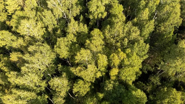 Vista Aérea Desde Dron Bosque Verde Con Abedules Increíble Vista — Foto de Stock