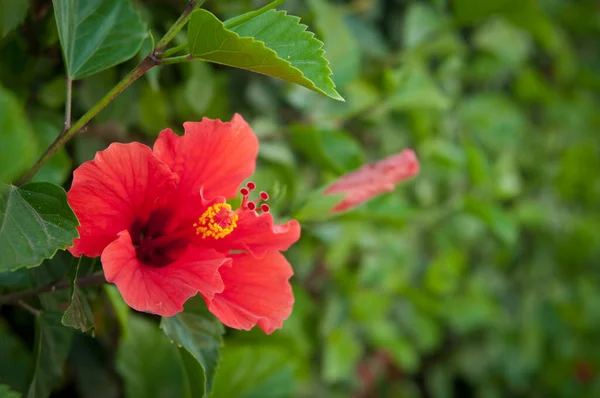 Nar çiçeğinin kırmızı çiçeği çalıların üzerinde açar.