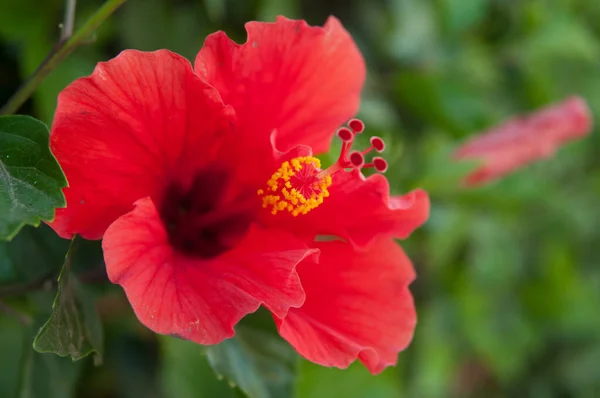 Nar çiçeğinin kırmızı çiçeği çalıların üzerinde açar.