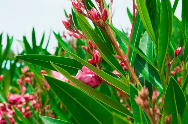 Nar çiçeğinin kırmızı çiçeği çalıların üzerinde açar.