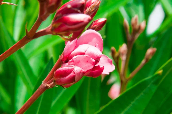 Nar çiçeğinin kırmızı çiçeği çalıların üzerinde açar.