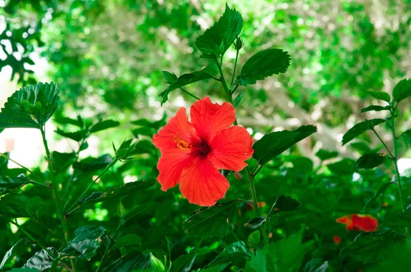 Nar çiçeğinin kırmızı çiçeği çalıların üzerinde açar.