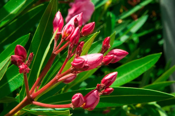 Nar çiçeğinin kırmızı çiçeği çalıların üzerinde açar.