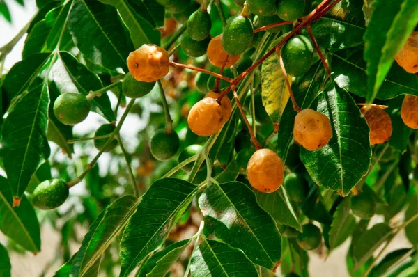 Sarı limon bir çalı dalında yetişir.