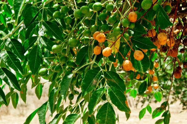 Limone Giallo Cresce Ramo Arbusto — Foto Stock