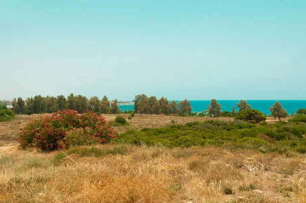 Düz arazi, deniz kenarında çiçek açan çalılar.