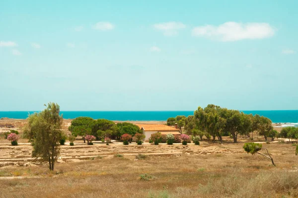 Düz arazi, deniz kenarında çiçek açan çalılar.