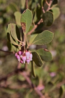 Point-Leaf Manzanita, Arctostaphylos pungens 'ın açılışı. Arizona.