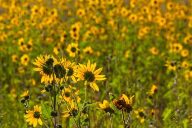 Flagstaff, Arizona 'da bir tarlada arka planda parlayan Ayçiçeği, Helianthus Annuus' un süperçiçeği..