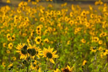 Flagstaff, Arizona 'da bir tarlada arka planda parlayan Ayçiçeği, Helianthus Annuus' un süperçiçeği..