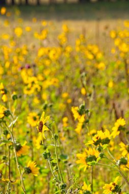 Flagstaff, Arizona 'da bir tarlada, Helianthus Annuus' un süper çiçeği.
