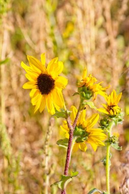 Flagstaff, Arizona 'da bir tarlada arka planda parlayan Ayçiçeği, Helianthus Annuus' un süperçiçeği..