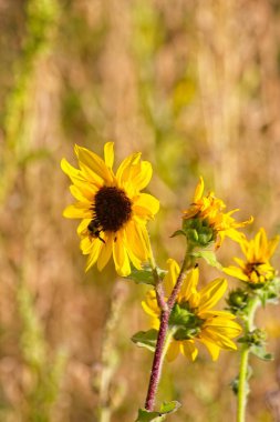 Flagstaff, Arizonada bir tarlada yaygın ayçiçeğinin süperçiçeği Helianthus annuus. Bir arı nektar topluyor.. 