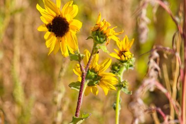 Flagstaff, Arizona 'daki bir tarlada Helianthus Annuus' un süper çiçeği. Bir arı nektar topluyor.. 