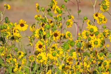 Flagstaff, Arizona 'da bir tarlada, Helianthus Annuus' un süper çiçeği.