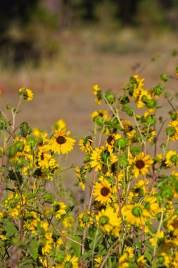 Flagstaff, Arizona 'da bir tarlada, Helianthus Annuus' un süper çiçeği.