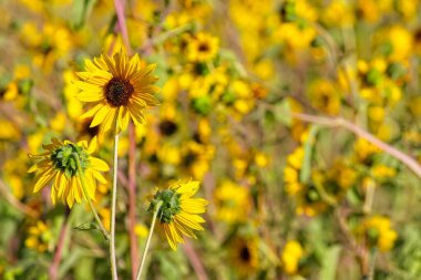 Flagstaff, Arizona 'da bir tarlada, Helianthus Annuus' un süper çiçeği.