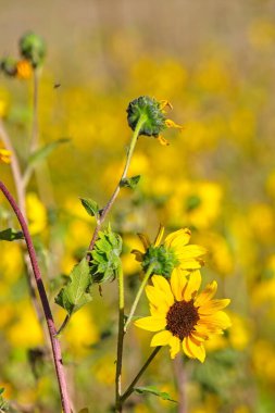 Flagstaff, Arizona 'da bir tarlada, Helianthus Annuus' un süper çiçeği.