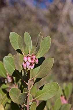 Point-Leaf Manzanita, Arctostaphylos pungens 'ın açılışı. Arizona.