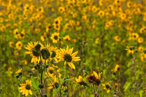 Flagstaff, Arizona 'da bir tarlada arka planda parlayan Ayçiçeği, Helianthus Annuus' un süperçiçeği..