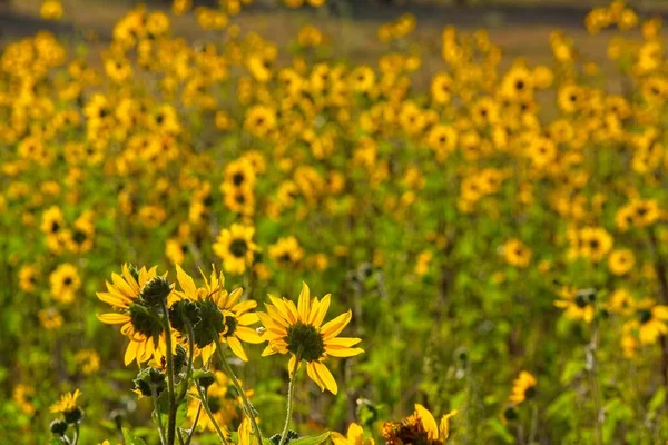 Flagstaff, Arizona 'da bir tarlada arka planda parlayan Ayçiçeği, Helianthus Annuus' un süperçiçeği..