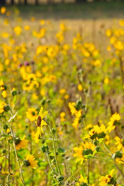 Flagstaff, Arizona 'da bir tarlada, Helianthus Annuus' un süper çiçeği.