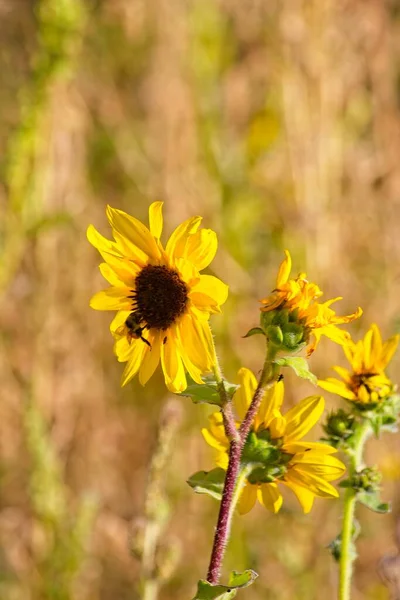 Flagstaff, Arizonada bir tarlada yaygın ayçiçeğinin süperçiçeği Helianthus annuus. Bir arı nektar topluyor.. 