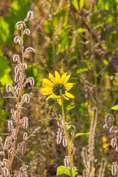 Flagstaff, Arizona 'da bir tarlada arka planda parlayan Ayçiçeği, Helianthus Annuus' un süperçiçeği..
