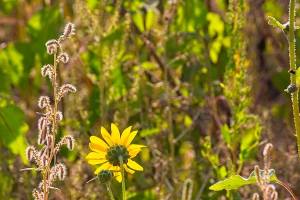 Flagstaff, Arizona 'da bir tarlada arka planda parlayan Ayçiçeği, Helianthus Annuus' un süperçiçeği..